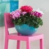 CGASPL Cyclamen F1 Merengue Mix Flower Seeds 2 CGASPL Cyclamen F1 Merengue Mix Flower Seeds