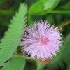CGASPL Mimosa Pudica (Thorny) Seeds - 1 Kg