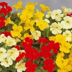 Sakata Seeds Mimulus Mystic Mix Flower Seeds Imported Flower Seeds
