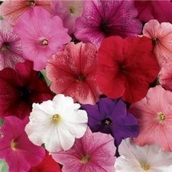 CGASPL Petunia Single Mf. Mirage Mix Flower Seeds