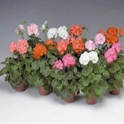 Goldsmith Geranium Pinto Premium Mix Flower Seeds Imported Flower Seeds