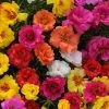 CGASPL Imported Flower Seeds Portulaca Happy Hour Mix Flower Seeds