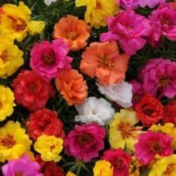 CGASPL Imported Flower Seeds Portulaca Happy Hour Mix Flower Seeds