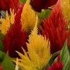 Pan American Seeds Imported Flower Seeds Celosia Plumosa First Flame Mix Flower Seeds