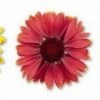 CGASPL Gaillardia Arizona Mix Flower Seeds Imported Flower Seeds