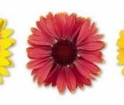 CGASPL Gaillardia Arizona Mix Flower Seeds Imported Flower Seeds