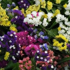 CGASPL Statice QIS Mix Flower Seeds