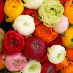CGASPL Ranunculus Mix Flower Bulbs ( Pack Of 30 Bulbs, 6 Of Each Colour ) Winter Flower Bulbs