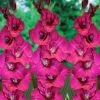 CGASPL Gladiolus Pink Color Flower Bulbs (Pack Of 12 Bulbs )