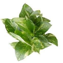 CGASPL Money Plant Combo With Plastic Pot And Fertilizer Free, Pot Height 4" And Potted Plant Height 6" Plants 13 CGASPL Money Plant Combo With Plastic Pot And Fertilizer Free, Pot Height 4