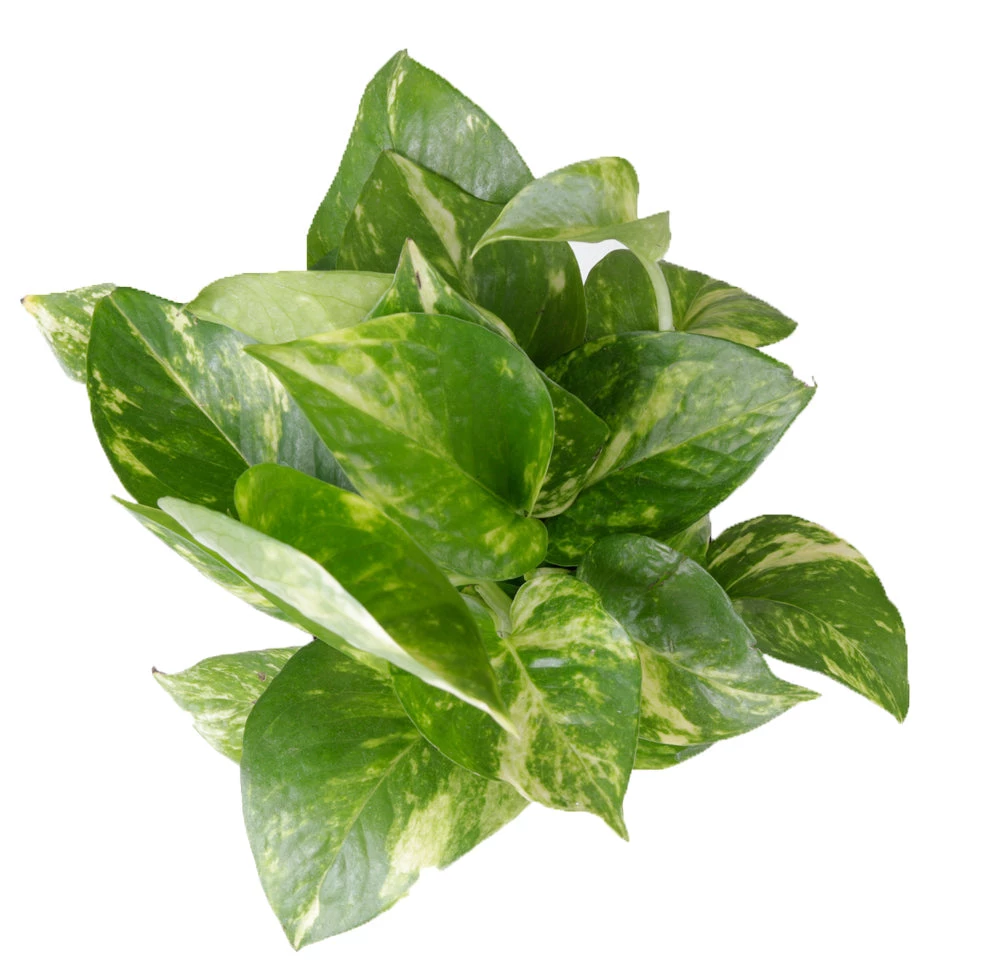 CGASPL Money Plant Combo With Plastic Pot And Fertilizer Free, Pot Height 4" And Potted Plant Height 6" Plants 6 CGASPL Money Plant Combo With Plastic Pot And Fertilizer Free, Pot Height 4" And Potted Plant Height 6" Plants