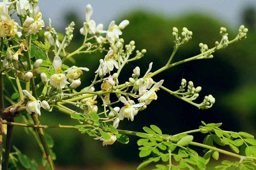 CGASPL Trees Of India Moringa Oleifera Seeds ( Drum Stick ) -1 Kg ( Normal Indian Variety) 4 CGASPL Trees Of India Moringa Oleifera Seeds ( Drum Stick ) -1 Kg ( Normal Indian Variety)