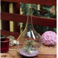 CGASPL Mother Bloom Air Plant