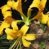 CGASPL Lycoris Aurea Yellow Flower Bulbs (Pack Of 6)