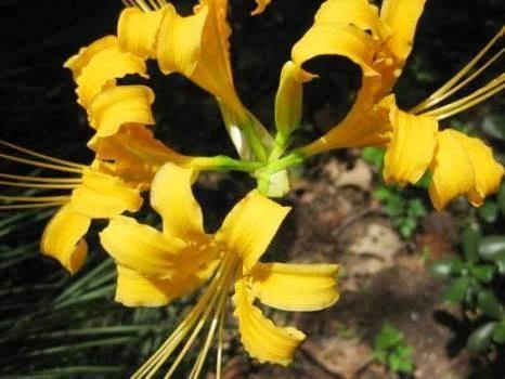CGASPL Lycoris Aurea Yellow Flower Bulbs (Pack Of 6) 3 CGASPL Lycoris Aurea Yellow Flower Bulbs (Pack Of 6)