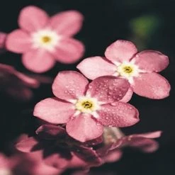 CGASPL Imported Flower Seeds Myosotis Sylvatica Snowsylva Seeds