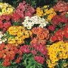 Pan American Seeds Nemesia Sundrops Mix Flower Seeds