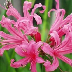 CGASPL Nerine Lily Pink Flower Bulbs (Pack Of 6)