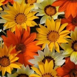 CGASPL Gazania New Day Sunny Side Up Mix Flower Seeds Imported Flower Seeds