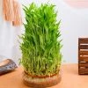 CGASPL 10 Layer Lucky Bamboo 1 CGASPL 10 Layer Lucky Bamboo