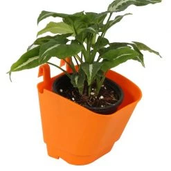 CGASPL Orange Vertical Hook Pot Pot-Planters