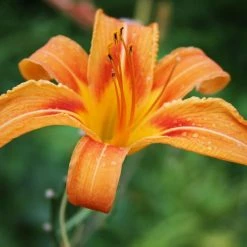 CGASPL Day Lily Orange Flower Bulbs (Pack Of 6)