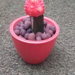 CGASPL Mini Ceramic Pot Orange (Pack Of 6)