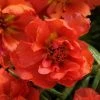 CGASPL Imported Flower Seeds Portulaca Happy Hour Orange Flower Seeds