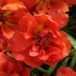 CGASPL Imported Flower Seeds Portulaca Happy Hour Orange Flower Seeds