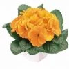 CGASPL Imported Flower Seeds Primula Acaulis Danova Orange Yellow Flower Seeds
