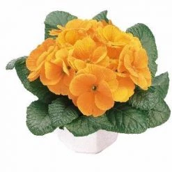 CGASPL Imported Flower Seeds Primula Acaulis Danova Orange Yellow Flower Seeds
