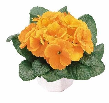 CGASPL Imported Flower Seeds Primula Acaulis Danova Orange Yellow Flower Seeds 3 CGASPL Imported Flower Seeds Primula Acaulis Danova Orange Yellow Flower Seeds