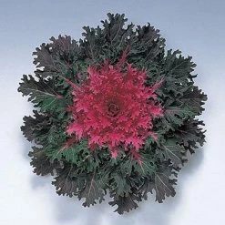 CGASPL Ornamental Cabbage Coral Queen Flower Seeds