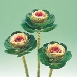 CGASPL Ornamental Cabbage Crane Bicolor Flower Seeds Imported Flower Seeds