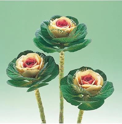 CGASPL Ornamental Cabbage Crane Bicolor Flower Seeds Imported Flower Seeds 3 CGASPL Ornamental Cabbage Crane Bicolor Flower Seeds Imported Flower Seeds