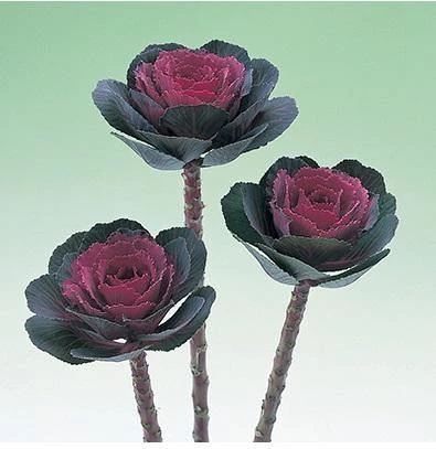 CGASPL Ornamental Cabbage Crane Rose Flower Seeds Imported Flower Seeds 3 CGASPL Ornamental Cabbage Crane Rose Flower Seeds Imported Flower Seeds