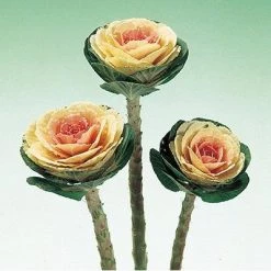 CGASPL Ornamental Cabbage Crane White Flower Seeds Imported Flower Seeds