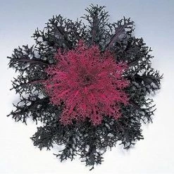Takii Seeds Ornamental Cabbage Peacock Red Seeds