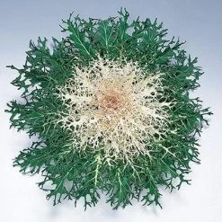 Takii Seeds Imported Flower Seeds Ornamental Cabbage Peacock White Seeds