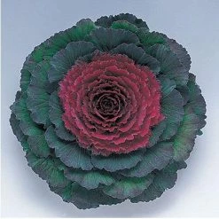 CGASPL Ornamental Cabbage Pigeon Purple Seeds