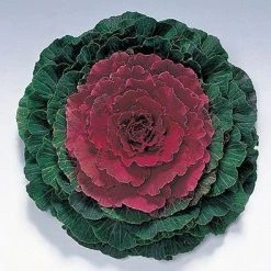 CGASPL Ornamental Cabbage Pigeon Red Seeds