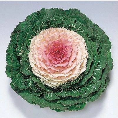 Takii Seeds Ornamental Cabbage Pigeon Victoria Seeds 3 Takii Seeds Ornamental Cabbage Pigeon Victoria Seeds