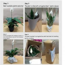 CGASPL Plants CAPPL Sanseveria | Snake Plant (Pot Included) Air Purifier