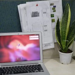 CGASPL Plants CAPPL Sanseveria | Snake Plant (Pot Included) Air Purifier