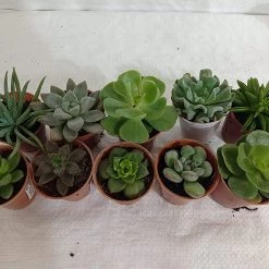 CGASPL Assorted Succulent Plants (Pack Of 10) (Any 10 Succulents)