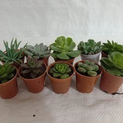 CGASPL Assorted Succulent Plants (Pack Of 10) (Any 10 Succulents)