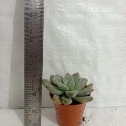 CGASPL Assorted Succulent Plants (Pack Of 10) (Any 10 Succulents)