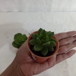 CGASPL Assorted Succulent Plants (Pack Of 10) (Any 10 Succulents)