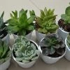 ChhajedGarden.com Beautiful Live Assorted Succulents Plants Quantity-8 (Any 8 Succulents Plant)