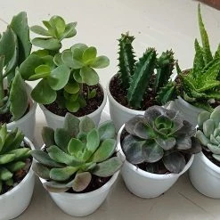 ChhajedGarden.com Beautiful Live Assorted Succulents Plants Quantity-8 (Any 8 Succulents Plant)